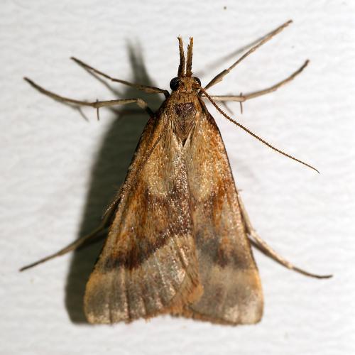 Réf. 305 802 : Synaphe punctalis